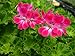 Pineapple (Brilliant) Scented Geranium Live Plant