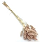 Country-living Natural Pastoral Style Natural Material Shooting Props Dried Flowers Bouquets Bunny Tails Rabbit Tail Grass 60