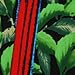 PARROT Birds Ties