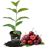 Barbados Cherry Tree - 1 Live Plant in a 2 Inch Pot - Edible Fruit Bearing Tree, Sweet Tart Tropical Cherries for Patio and Garden - Malpighia emarginata