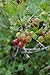 -Red- PIXWELL GOOSEBERRY "Great in Pies, Jams Jelly & Fresh" 15+Seeds