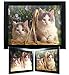 Kittens in a Basket 3-D Wall Decoration - Lenticular Black Framed Artwork - Holographic Wall Art - Measures 17.5