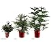 Costa Farms Live Christmas Tree, Small Norfolk Island Pine Tree in Nursery Plant Pot, Potting Soil, Indoor Tree Decor, All Seasons Tabletop Holiday Home or Room Decor, 10-12 Inches Tall