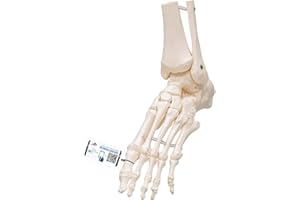 3B Scientific A31/1 Foot Skeleton-flexibly w/portions of Tibia- Fibula - 3B Smart Anatomy