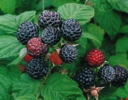 Jewel Back Raspberry 2 Jewel - Black Raspberry Plant - Everbearing - All Natural Grown ...