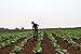 *LOOKING FOR LITE TOBACCO*1000+ SEEDS#1066