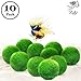 Luffy 10 Marimo Moss Balls - Jumbo Pack of Aesthetically Beautiful Plants - Create Healthy Environment for Aquatic Pets - Low Maintenance Live Plant - Shrimps & Snails Love Them