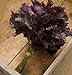 David's Garden Seeds Herb Shiso Red D937 (Red) 500 Open Pollinated Seeds