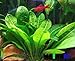 Echinodorus Parviflorus Rosette Amazon Sword Live Aquarium Plant Rooted Bundle for Freshwater Aquatic Tank Decorations by Mainam