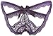 KISOL® HOT Sexy Lingerie For Women For Sex G String Thong Panty 17309 purple