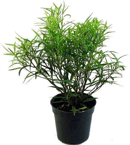 Bamboo Leaf Weeping Fig Tree - Bonsai/House Plant - 4" Pot - Ficus nerifolia