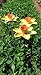 BENBA Brand Wild Bird Daffodil Dish Feeder and bird bath for Garden decorative feeders