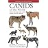Canids of the World: Wolves, Wild Dogs, Foxes, Jackals, Coyotes, and Their Relatives (Princeton Field Guides)