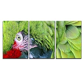 3 Piece Canvas Wall Art - Green Red Feathers Military Macaw Close Up Looking at You - Modern Home Art Stretched and Framed Ready to Hang - 16"x24"x3 Panels
