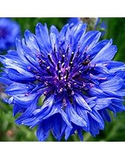 Cajas y organizadores de semillas para jardinería | Amazon.es