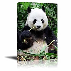 Giant Panda Eating Bamboo Photography - Canvas Art