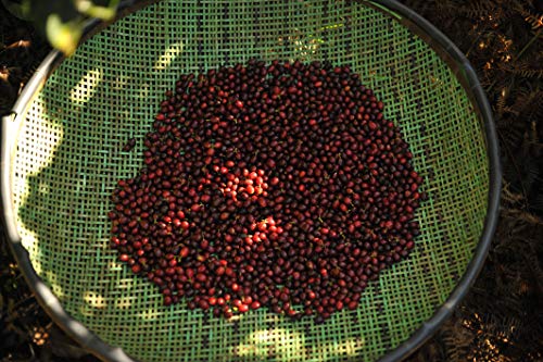 Grüner Kaffee Bio Gemahlen | Single-State Camocim Farm, Brasilien | 100% Arabica Rohkaffee Fein Gemahlen | BIO Demeter… – Bild 7