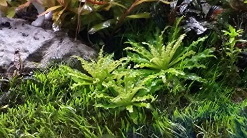 Pogostemon Helferi Downoi Medium + Free See Description, Live Aquarium Plants