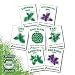 Organic Basil Seeds - Set of 7 Heirloom Non-GMO Seed Varieties - Thai, Genovese, Cinnamon, Spicy Globe, Purple Opal, Red Rubin, and Lime