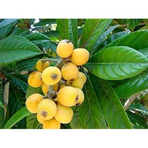 1 Starter Palnt Of Loquat (Bradenton) grafted