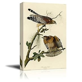 Beautiful Illustration of a Red-Shouldered Hawk by John James Audubon - Canvas Art Home Art - 12x18 inches