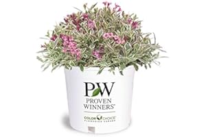 GREEN PROMISE FARMS Proven Winners - Weigela florida My Monet (Weigela) Shrub, pink flowers, #2 - Size Container