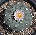 Ariocarpus Lophophora Willi. var. Texensis- 12 fresh seeds
