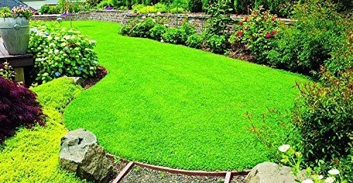 X-Seed 440AS0135UCT-5 MicroLawn Grass & Micro-Clover Mixture, 5, White (Тwо Расk)