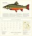 Trout of North America Wall Calendar 2019