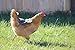Louise's Country Closet Standard Size 5 Pack Chicken Saddle Complete Protection for Wings and Back and Made with Durable Denim