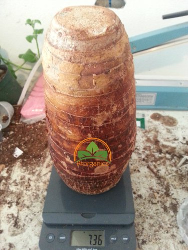 2 Pounds of Malanga Xanthosoma Lila by Prorganics - Thumbnail 4