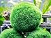 6 Marimo Moss Ball Variety Pack – 4 Different Sizes of Premium Quality Marimo from Giant 2.25 Inch to Small 1 Inch – World’s Easiest Live Aquarium Plant – Sustainably Harvested and All-Naturalthumb 2