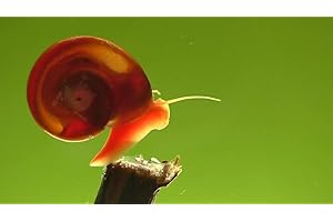GENERIC Ramshorn Snails - Pink - Leopard - Gold - Mixed Colors - Live 10+ for Freshwater Ponds/Aquariums - Bred and Raised by Bubbles Up Aquatics, pink, red, blue, gold, brown