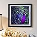 Peacock Diamond Painting,5D DIY Diamond Painting Accessories Diamond Cross Stitch Kits Embroidery Paintings Rhinestone Pasted Cross Stitch for Adults or Kids by Pausseo-30x30cm