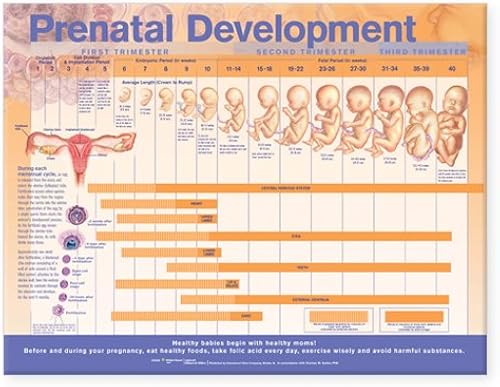 Download Prenatal Development Anatomical Chart PDF