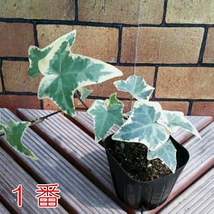 トップ100アイビー 種 最高の花の画像