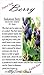 20 x SASKATOON SERVICEBERRY - Amelanchier alnifolia Seeds - Saskatoon Berry - fruit can be eaten raw or cooked. The fruit has a very nice sweet flavor with a hint of apple in the taste - HARDY To Zone 6 - By MySeeds.Co