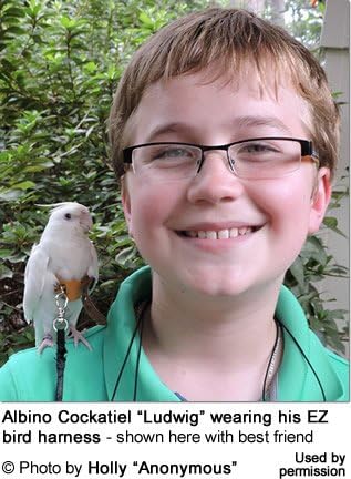 avianweb ez bird harness with leash