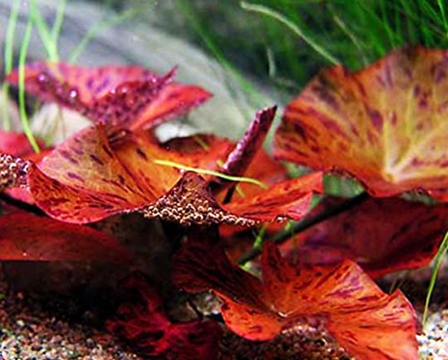Nymphaea Rubra Bulb Dwarf Water Lily Live Aquarium France Ubuy