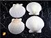 25 White Florida Scallop Shells (About 2
