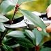 CoZroom Professional Bypass Pruning Shears, Hand Pruners, Garden Clipper – Ideal for Trees, Flowers, Stems, Shrubs and Branches