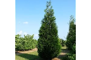 Western Red Cedar (Thuja Plicata) 30 Tree Seeds