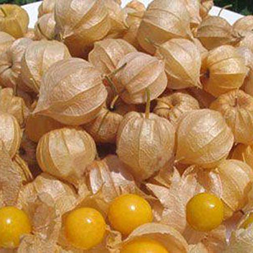 Mggsndi 60Pcs Physalis Alkekengi Seeds Garden Fruit Growing Yard Bonsai Decor Plant - Heirloom Non GMO - Seeds for Planting an Indoor and Outdoor Garden Red Physalis Alkekengi - Thumbnail 5