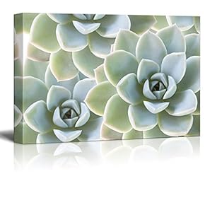 Retro Light Succulent - Canvas Art