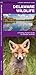 Delaware Wildlife (Nature Observation North America)