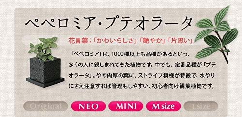 Amazon Eco Pochi Neo ペペロミア プテオラータ エコポチ スフィア 球型通常サイズ 黒 竹炭やシラスを使った観葉植物用植木鉢 観葉植物 オンライン通販