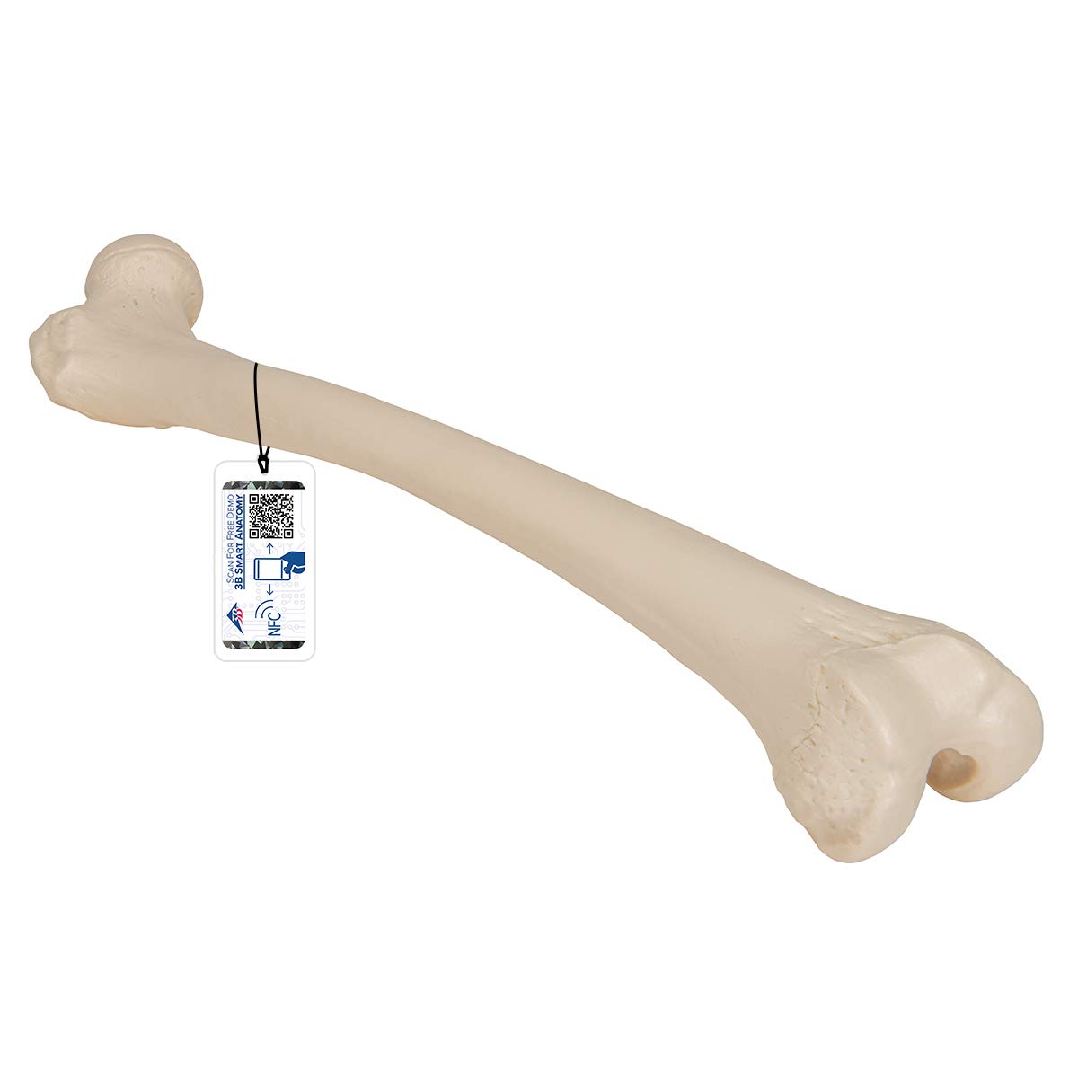 3B Scientific A35/1 Femur Model + free anatomy software - 3B Smart Anatomy