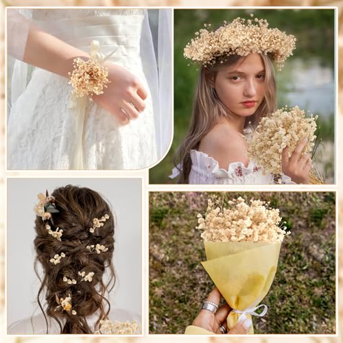 100 Pieces Dried Flowers, Natural Dried Flowers, Fade Resistant, Mini Dried Gypsophila for Botanical Specimens, Photo Frames, Nail Art (Champagne)