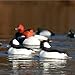 Avery Outdoors Hunting Gear Over-Size Buffleheads (1/2 Dozen)