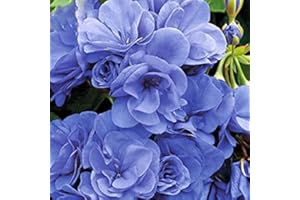 Generic 10PCS Geranium 'Sky Blue Noon' Blue Perennial Flowers Seeds, Pelargonium Fragrant Double Home Garden Flowers